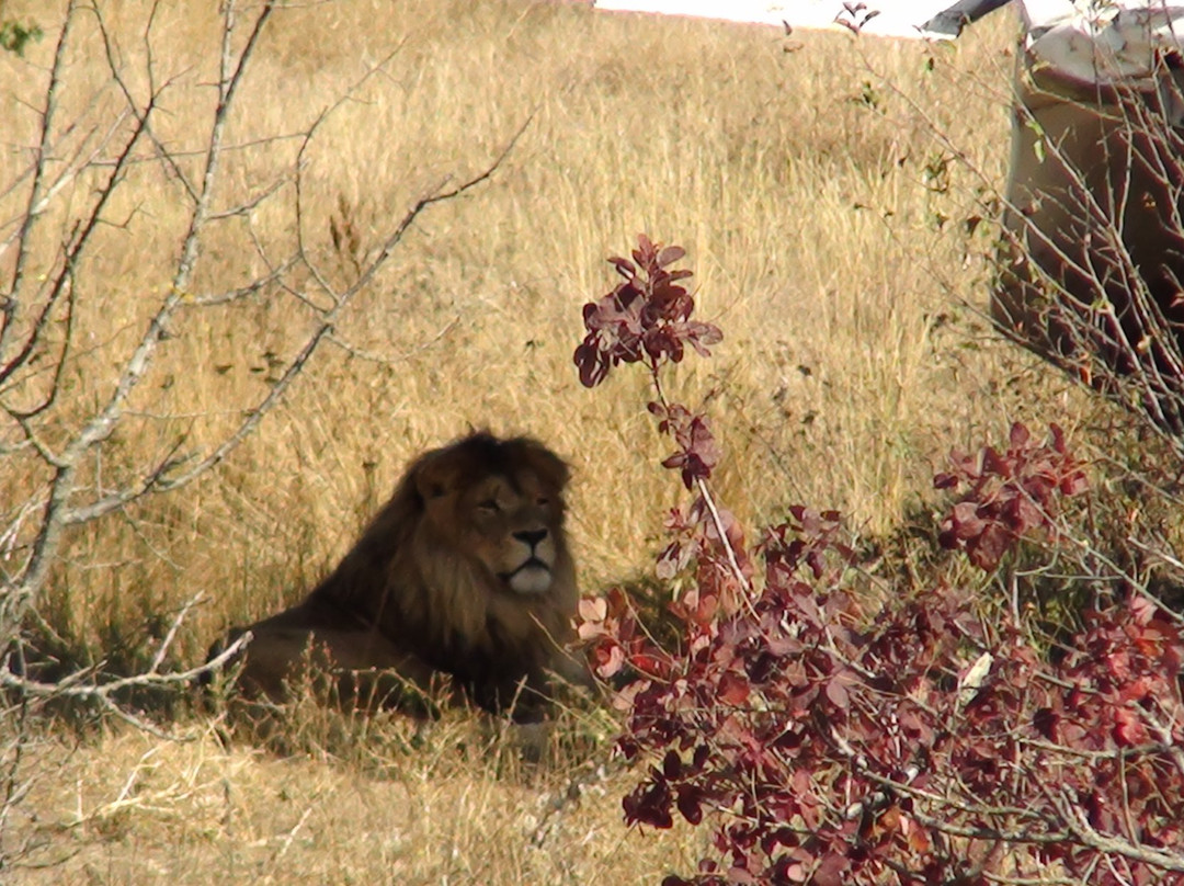 Taigan Lions Park景点图片