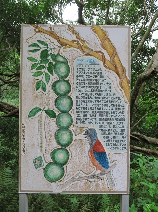 Modama Habitat-奄美市必去景点