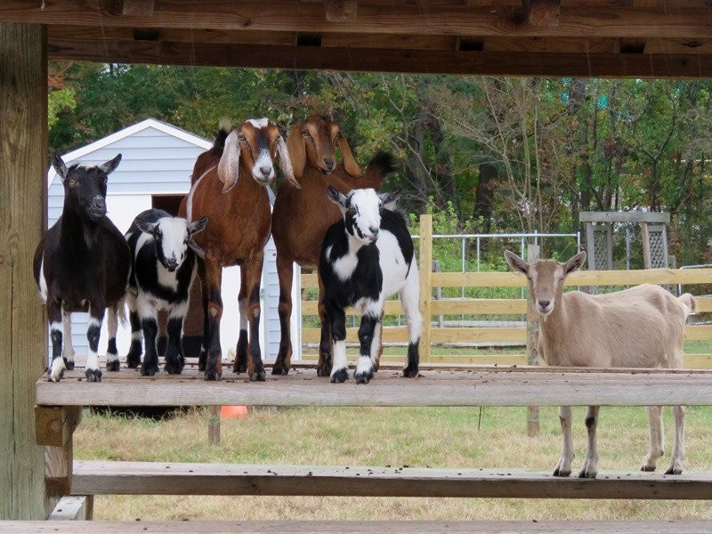 Bluebird Gap Farm-汉普顿必去景点