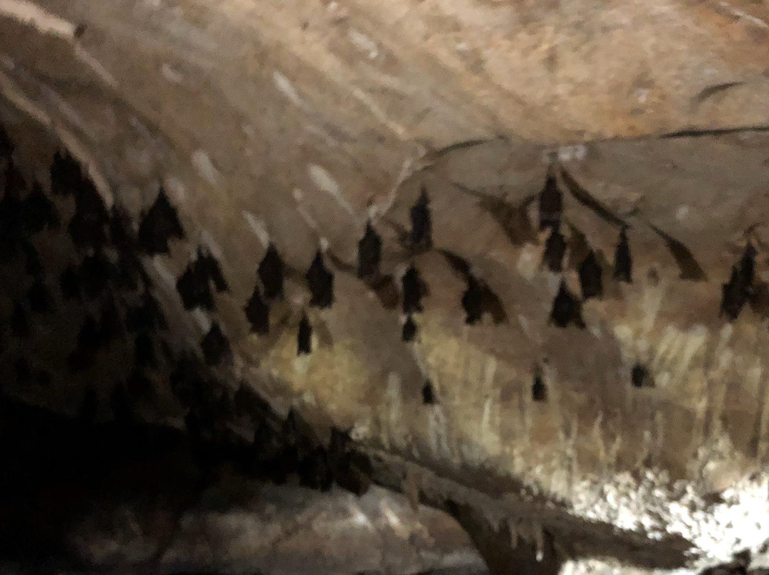 Gua Kelawar (Bat Cave)-兰卡威必去景点