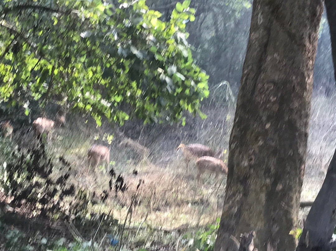 Dudhwa National Park景点图片