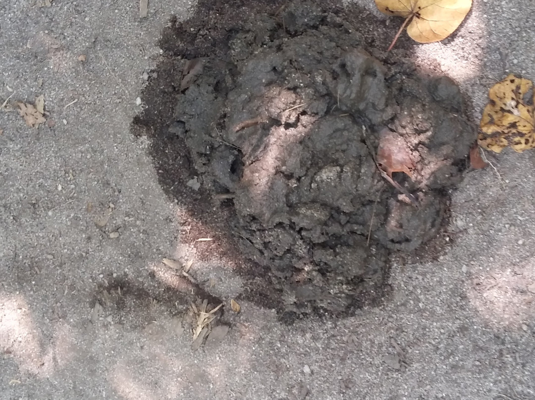 Penang Monkey Beach-峇都丁宜必去景点