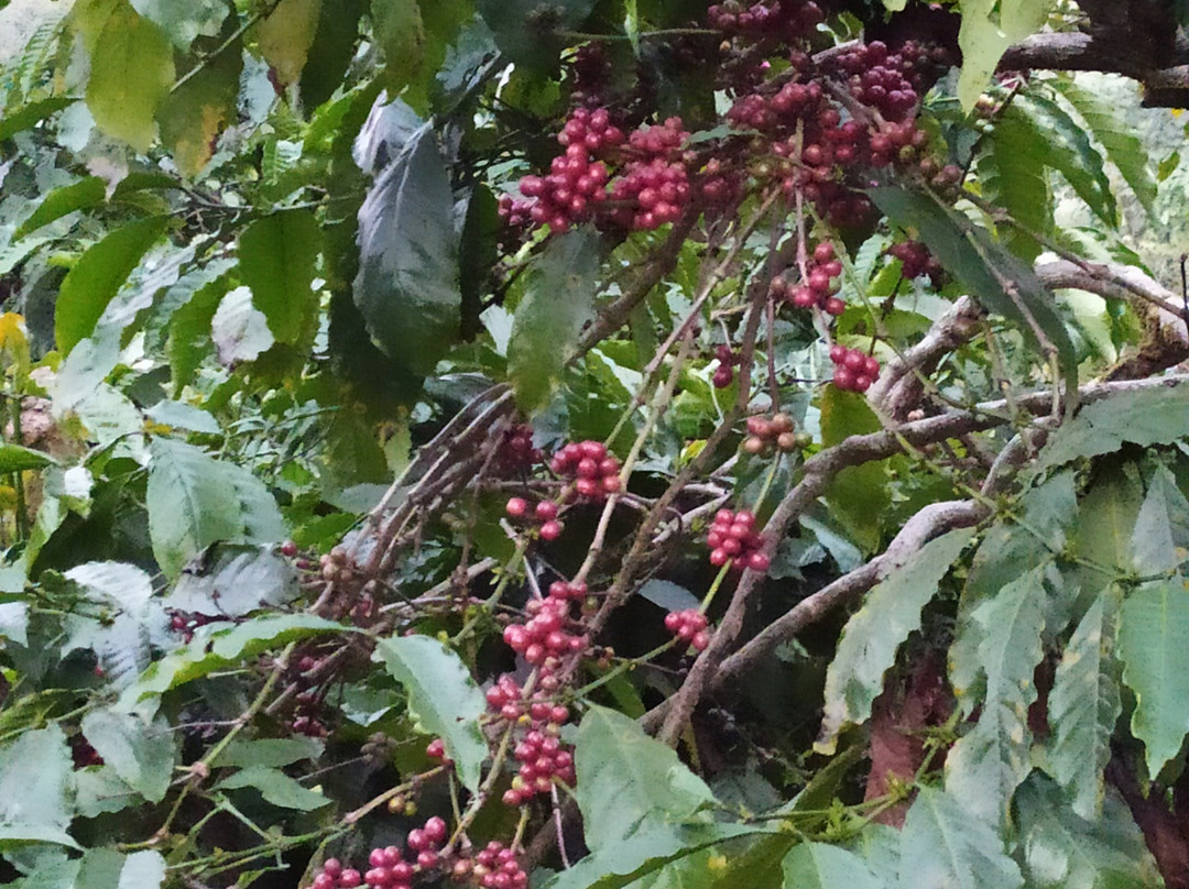 Sirimane Homestay主图