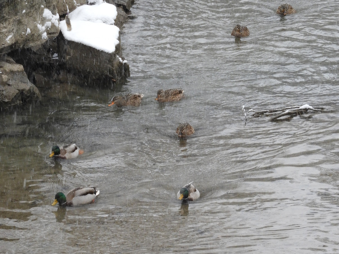 Dufferin Islands Park-尼亚加拉大瀑布必去景点