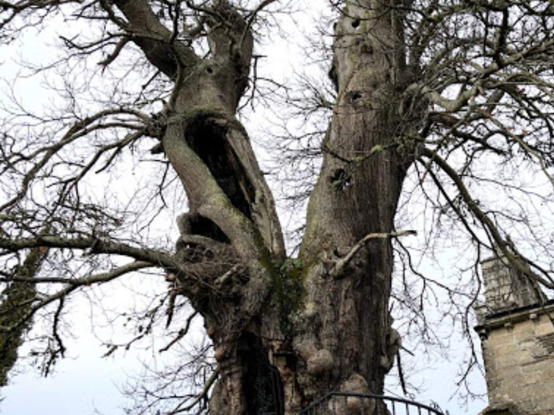 Castineiro Milenario-Begonte必去景点