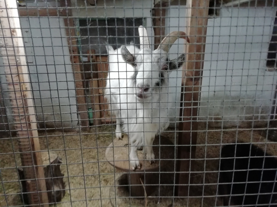 Kuopio Animal Park景点图片
