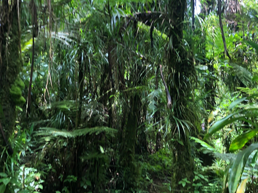 Rainforest Runaway Ecotours-阿皮亚必去景点