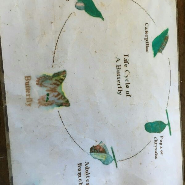 Zanzibar Butterfly Centre-桑给巴尔岛必去景点