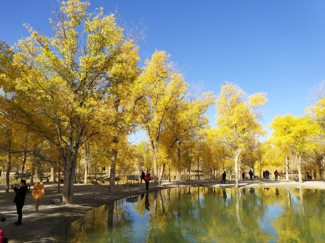 东风胡杨林露营公园主图