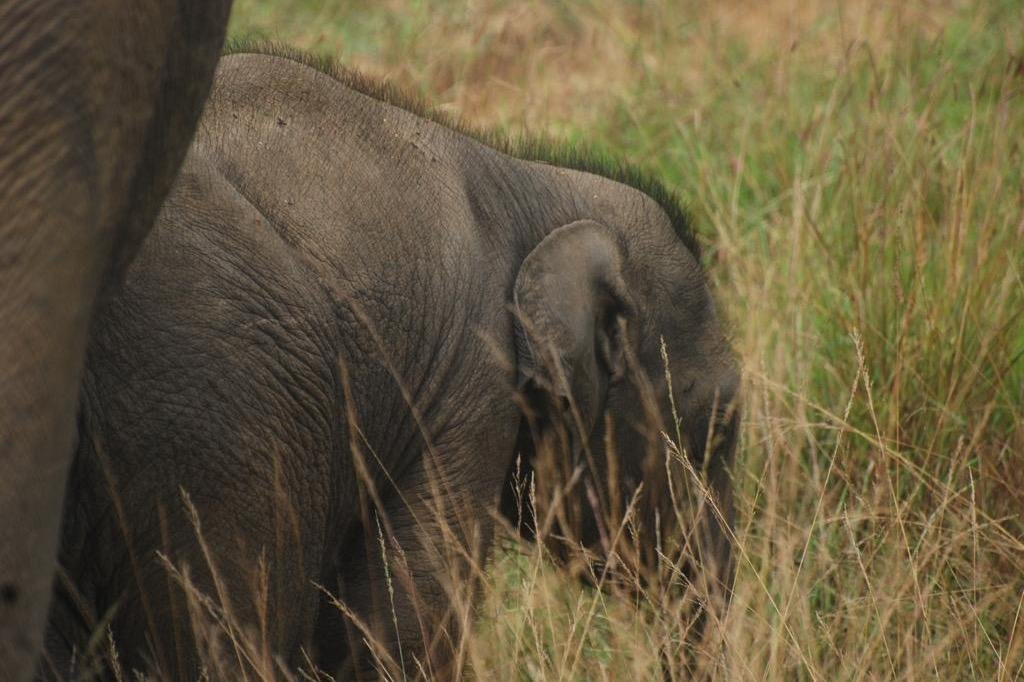 Earth Lanka tours-蒂瑟默哈拉默必去景点