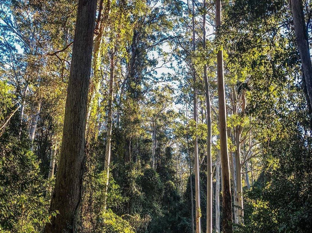Barrington Tops National Park景点图片