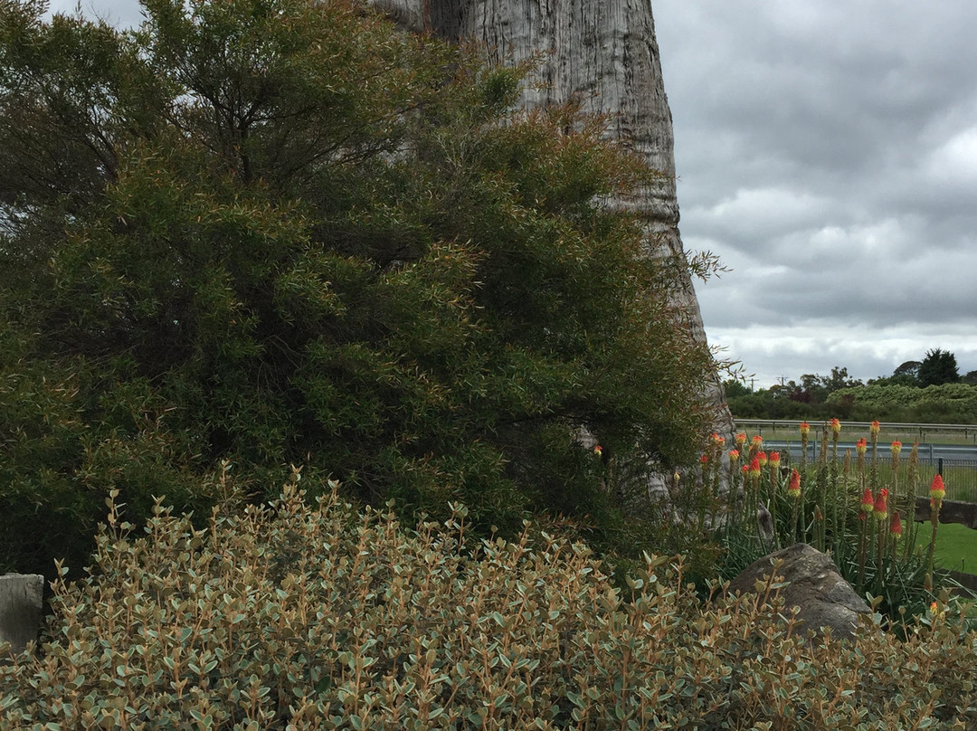 The Big Stump-Darnum必去景点