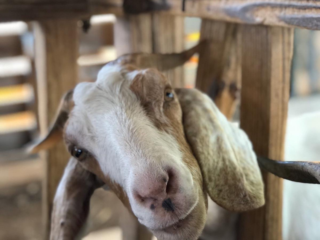 Aletta's Goat Farm (by Appointment Only)-博奈尔岛必去景点