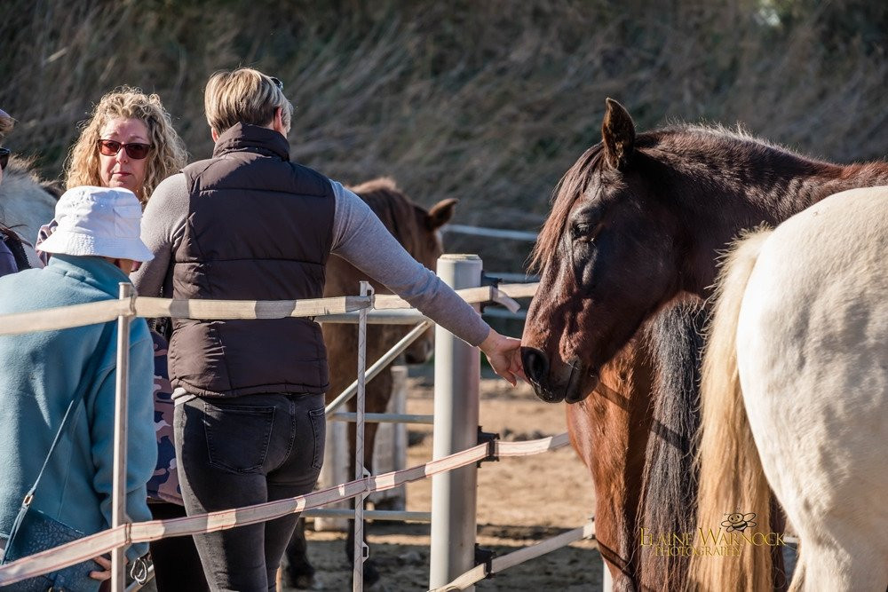Easy Horse Care Rescue Centre景点图片