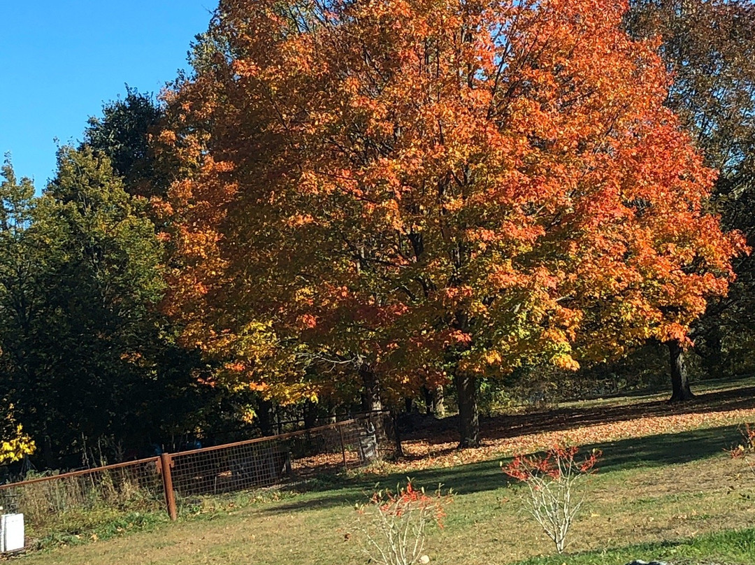 罗杰·威廉姆斯公园-普罗维登斯必去景点