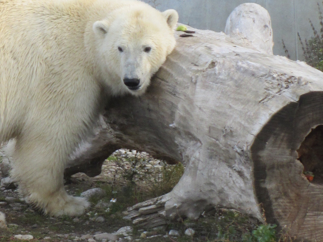 Tallinn Zoo-塔林必去景点
