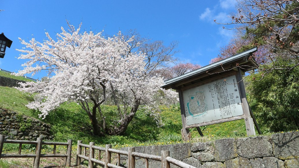 Matsumae Cherry Blossom Festival-松前町必去景点
