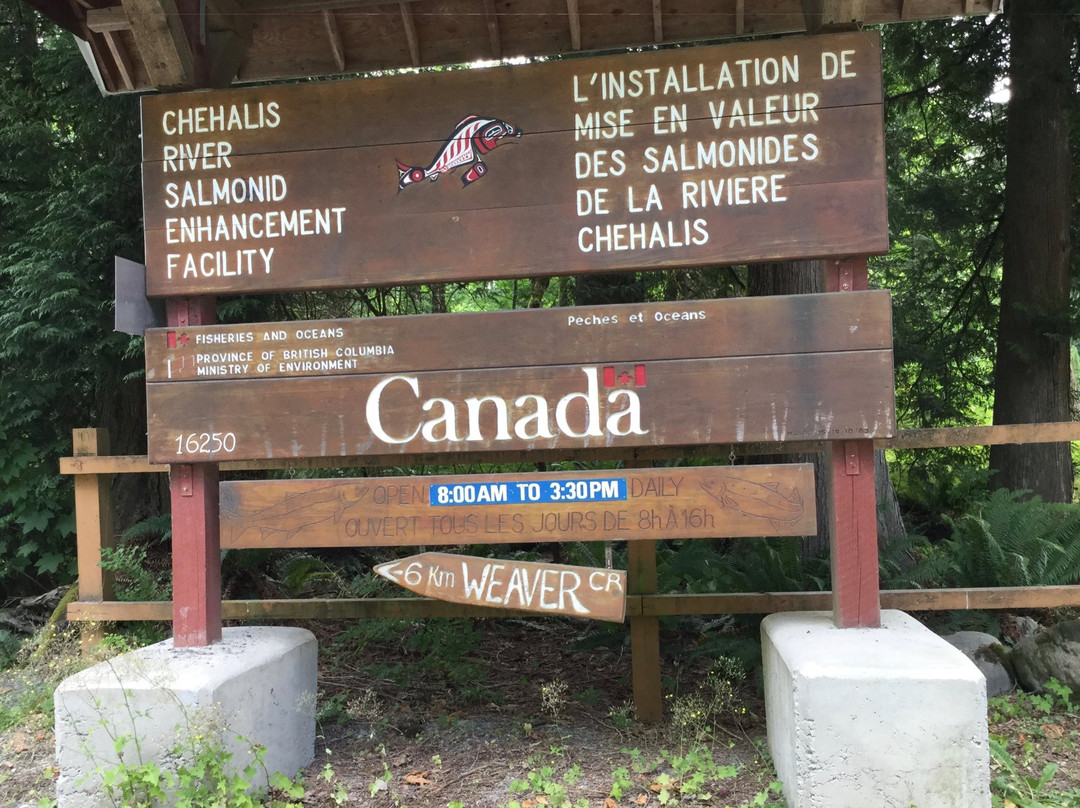 Chehalis River Salmon and Trout Enhancement Facility