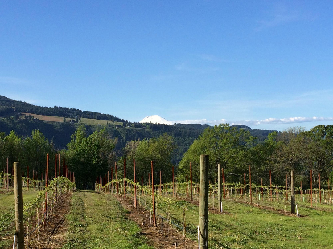 Cathedral Ridge Winery景点图片