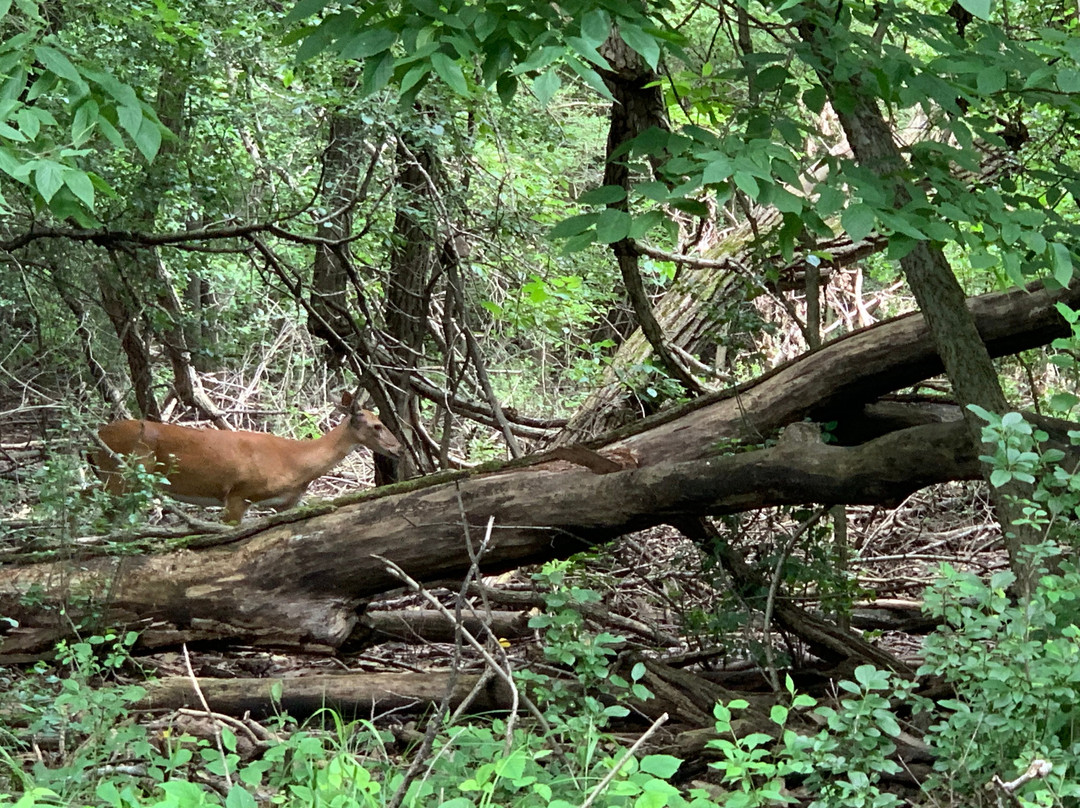 Black Swamp Preserve