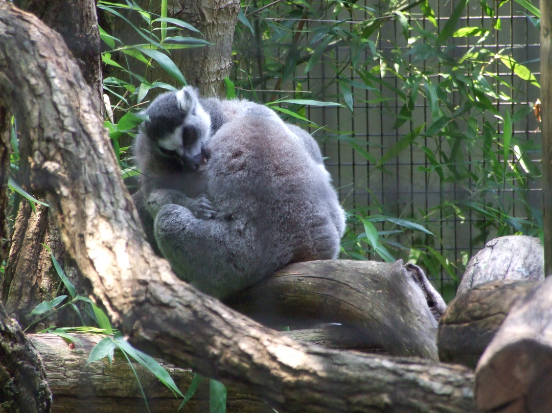 Trevor-Lovejoy Zoo-Millbrook必去景点