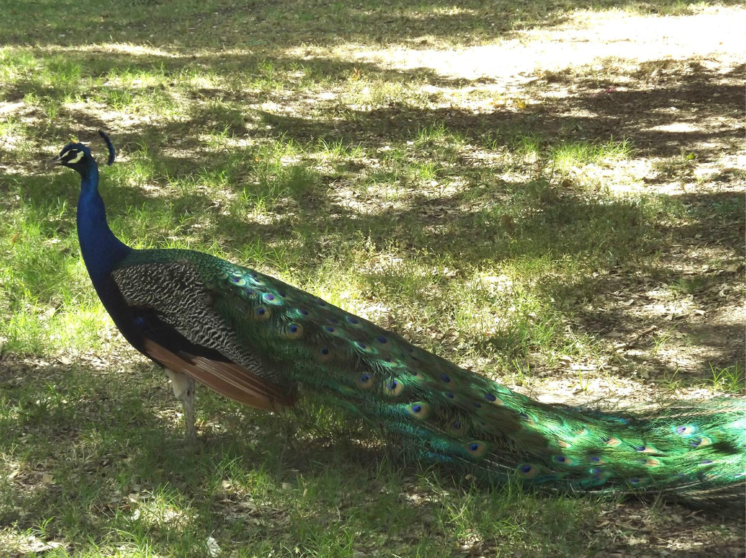 Peacocks at Hart Park景点图片