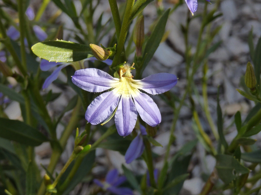 York Bushland Gardens景点图片