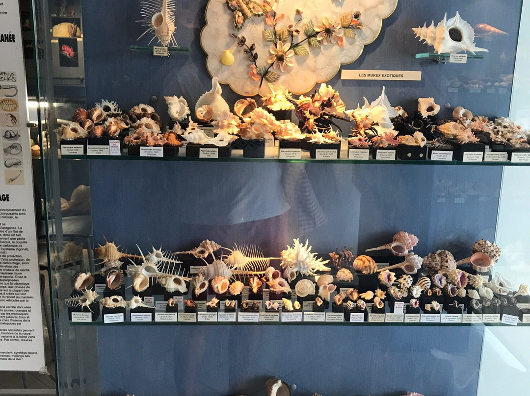 Musee des Coquillages-圣让卡弗尔拉必去景点