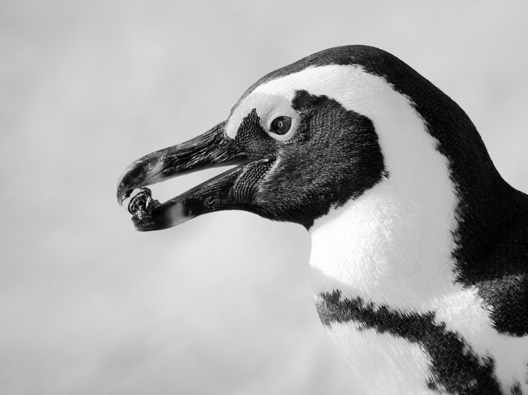 African Nature Quest-约翰内斯堡必去景点
