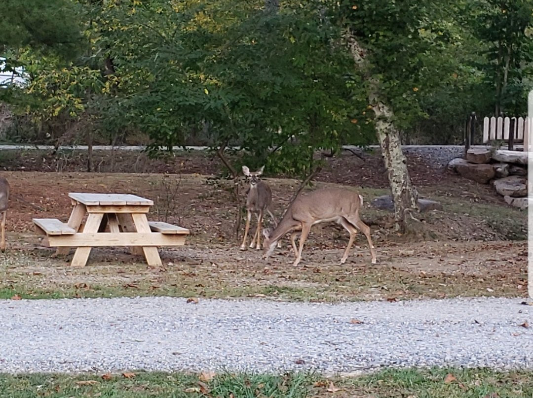 Deer Trail Park and Campground