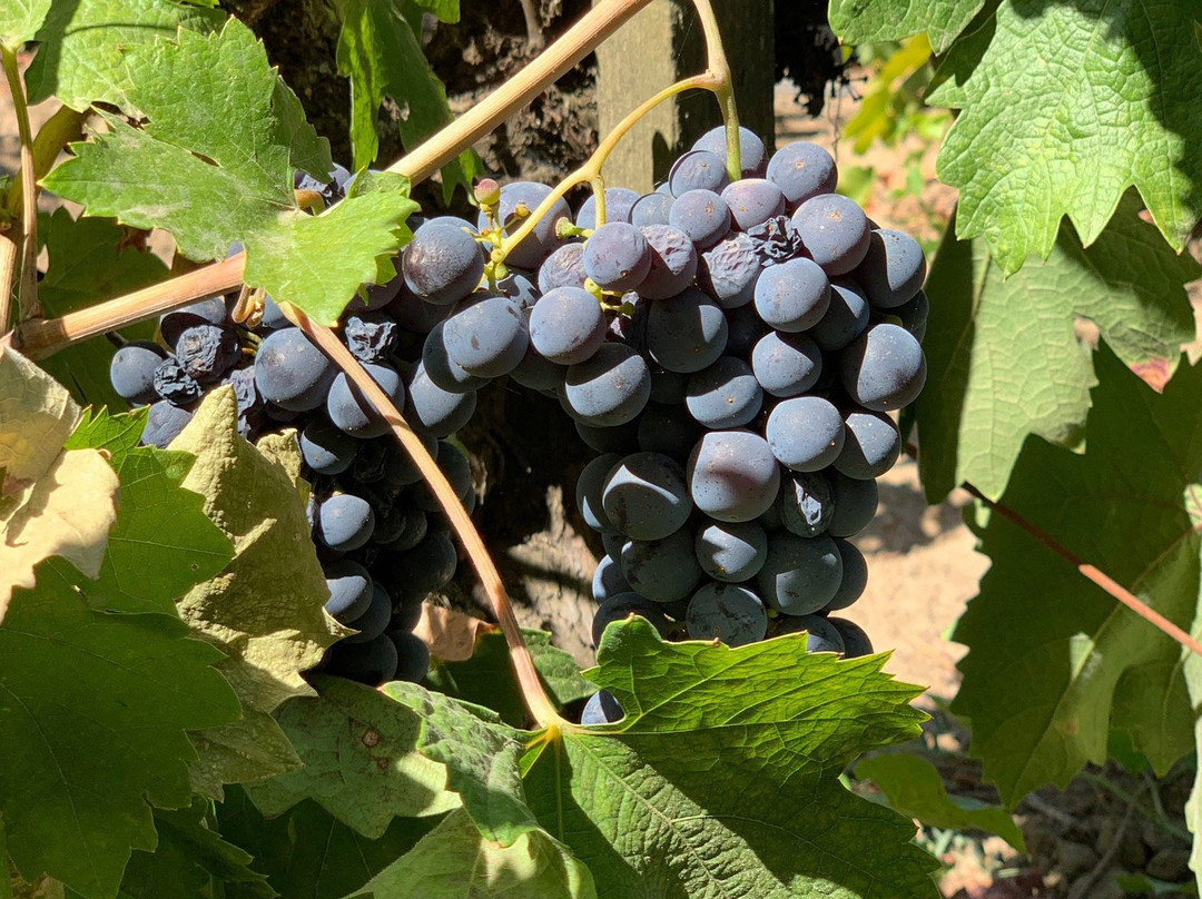 Lucas Winery-洛迪必去景点