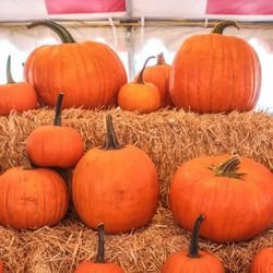 Arizona Pumpkin Patch-钱德勒必去景点
