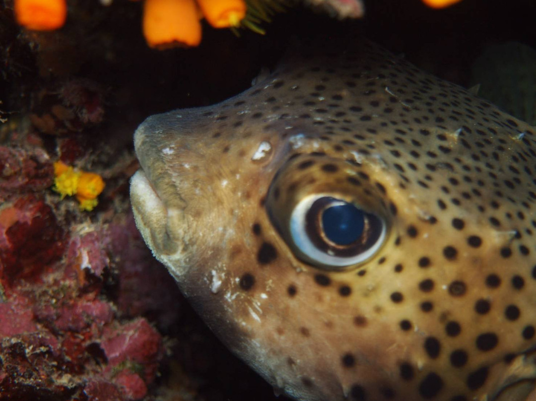 Divecenter Santiago-Tarrafal必去景点