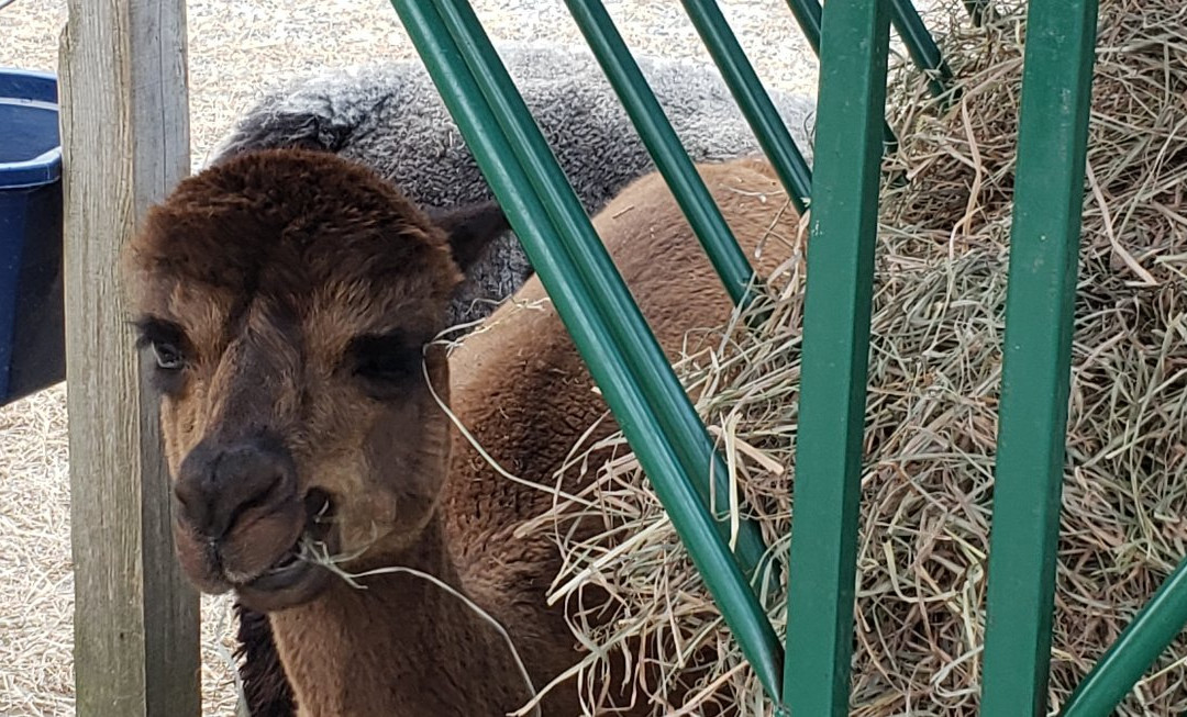 Living The Dream Alpaca Farm-Quechee必去景点