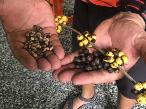 Punta Cana Excursions-蓬塔卡纳必去景点