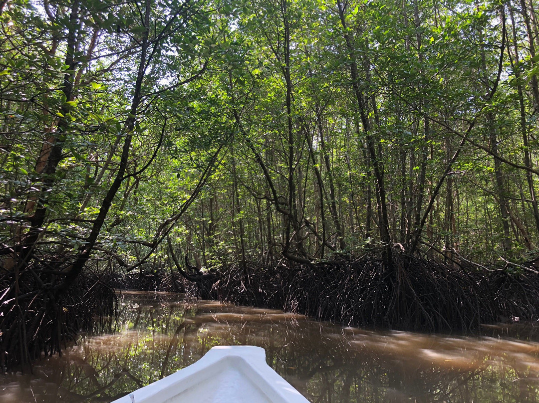 Langkawi Mangrove Tour by Hasfary Travel & Tours景点图片