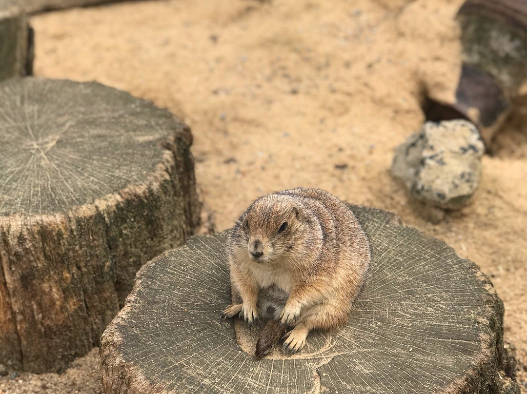 Tierpark Alsdorf景点图片