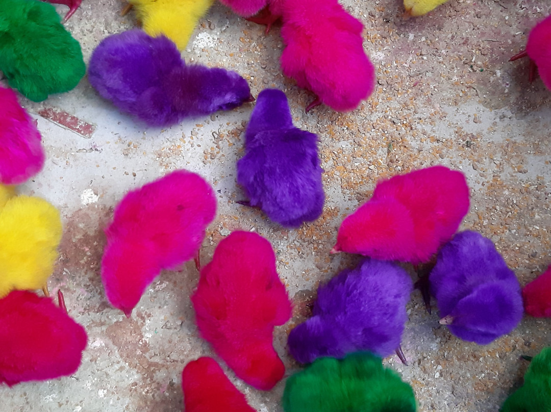 Yogyakarta Bird Market-日惹必去景点