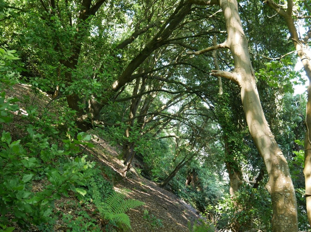 South West Coast Path - Culver Cliff Woodland Walk景点图片