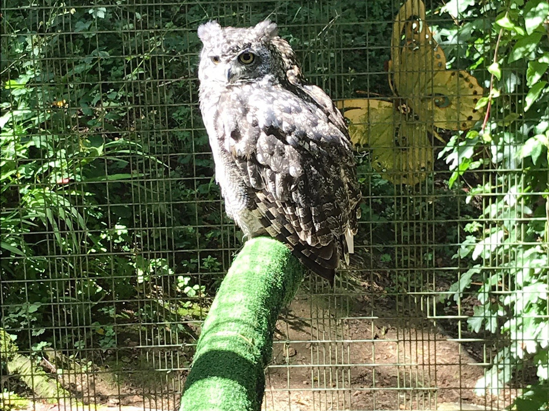 Festival Park Owl Sanctuary景点图片
