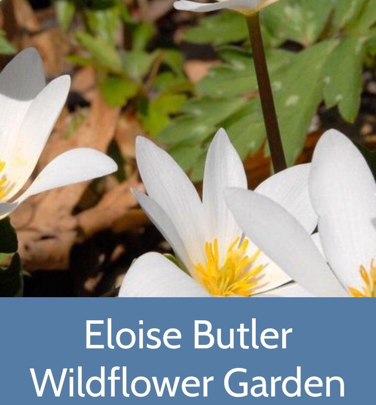 Eloise Butler Wildflower Garden and Bird Sanctuary景点图片