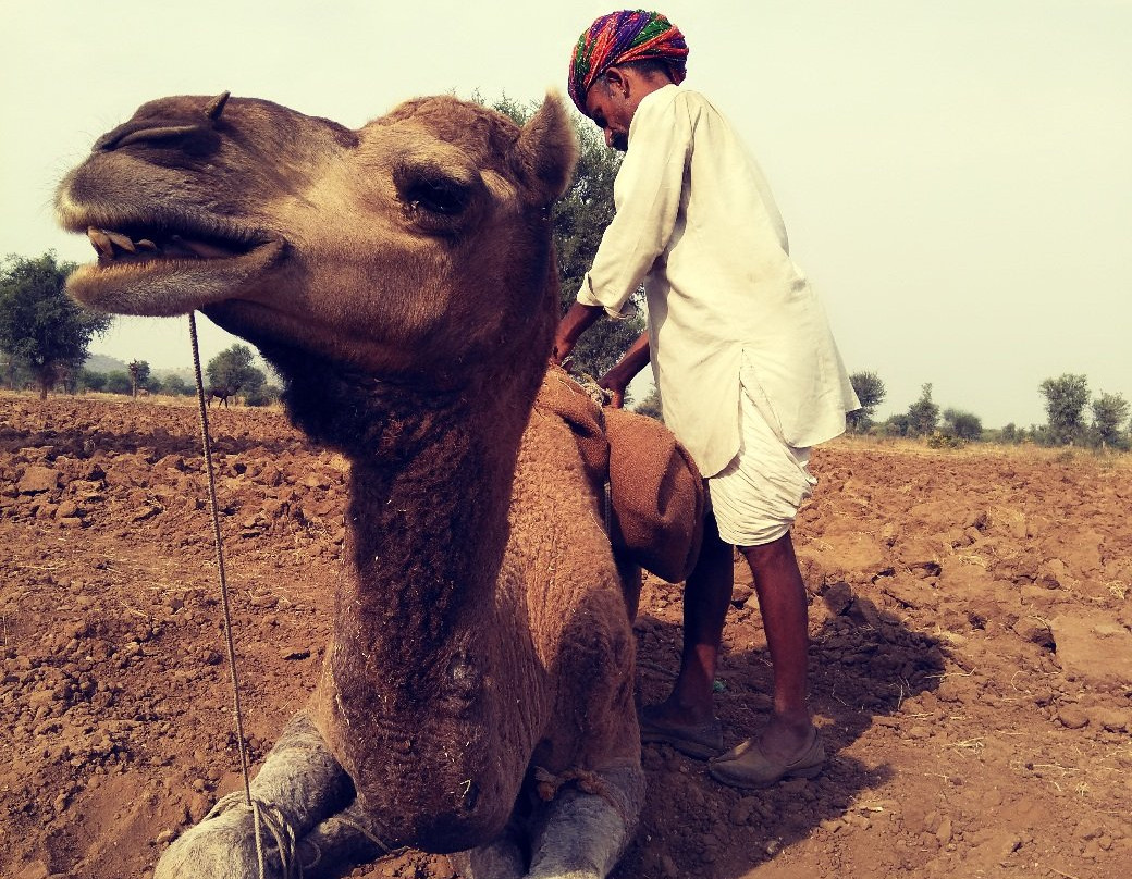 Camel Charisma-Sadri必去景点