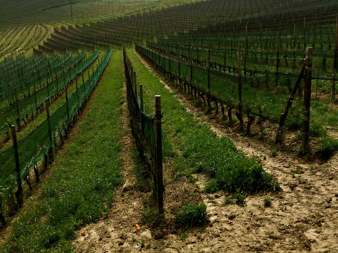 Azienda Agricola Veglio Mauro-拉莫拉必去景点