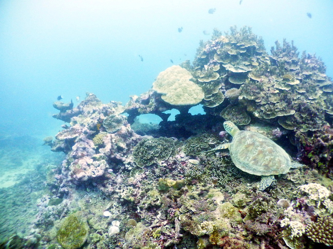 Samoa Dive & Snorkel-阿皮亚必去景点
