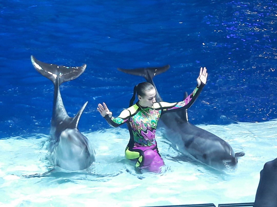 Moscow Dolphinarium景点图片