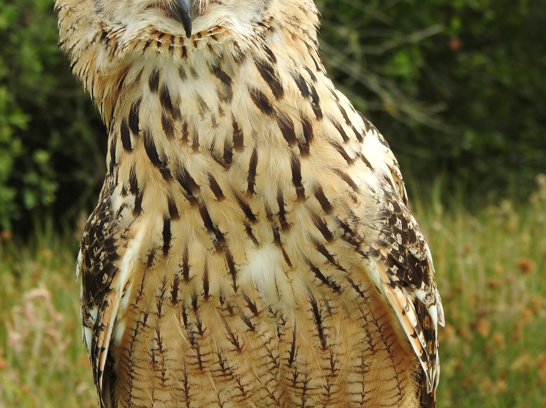 E & C Falconry Experience Ltd景点图片