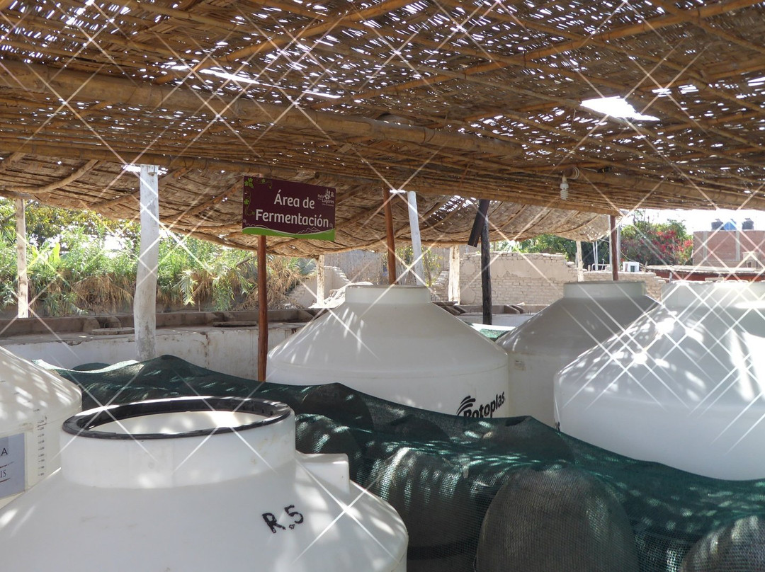 Bodega Tres Generaciones-伊卡必去景点