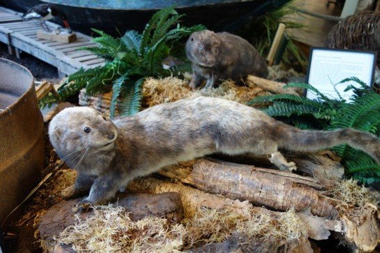 De Weerribben National Park-Overijssel Province必去景点