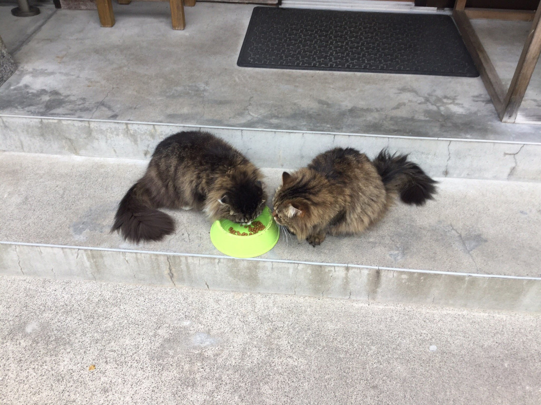 Gotanjoji Temple-越前市必去景点