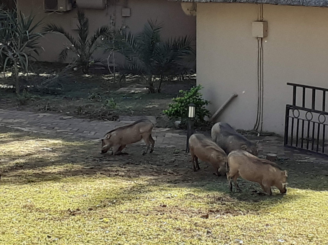 Chobe Safari Lodge主图